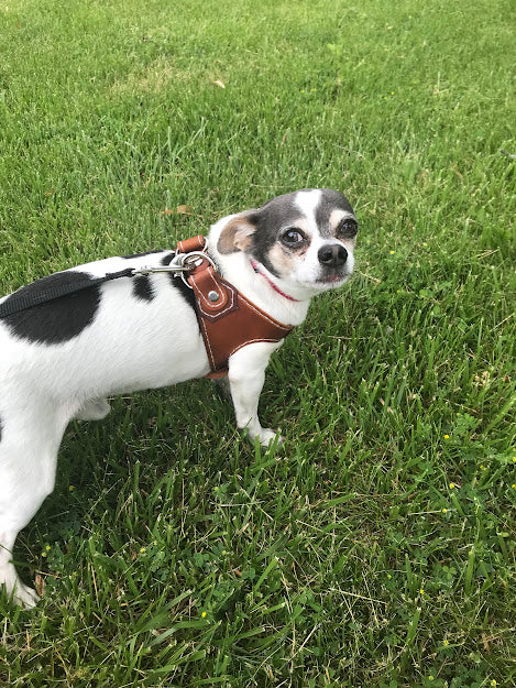 Dog Harness - Black Swamp Leather Company