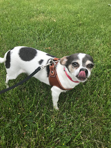 Dog Harness - Black Swamp Leather Company