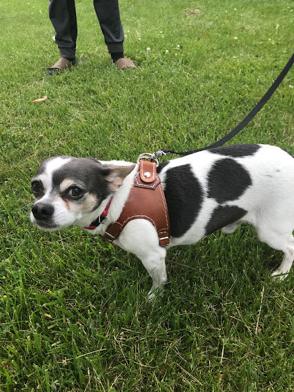 Dog Harness - Black Swamp Leather Company