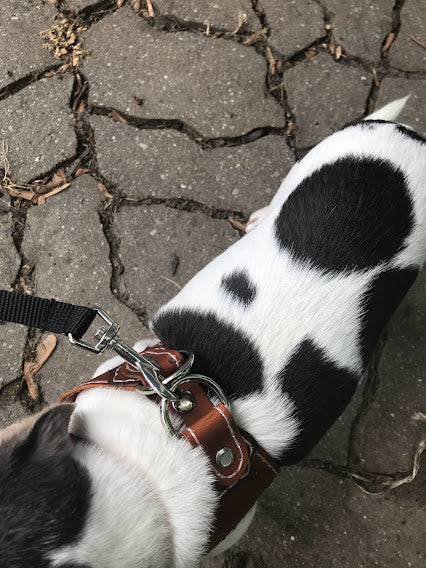 Dog Harness - Black Swamp Leather Company