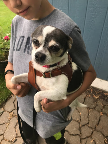 Dog Harness - Black Swamp Leather Company